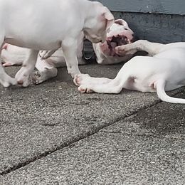 Dogo Argentino Puppies from K&B Southern Oregon Argentino Dogos