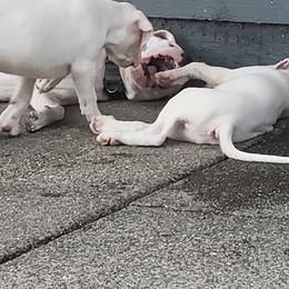 Dogo Argentino Puppies from K&B Southern Oregon Argentino Dogos