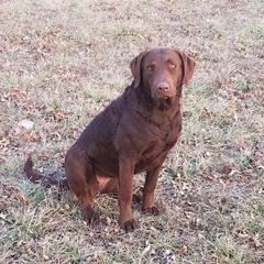 Emma - Chesapeake Bay Retriever
