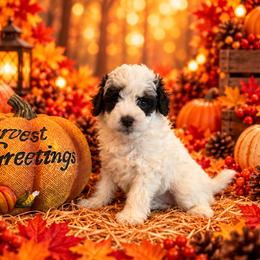 Oreo - Black and white female Cavapoo puppy in Myrtle Beach, South Carolina from Colorful-K9'S
