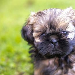 Boy 2 - Chocolate and tan male Shih Tzu puppy in Springville, Indiana from DeFord Shih Tzu