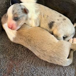 Shetland Sheepdog puppies from Willow Creek Cresteds