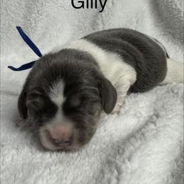 Gilly AKC - Blue tan and white male Beagle puppy in Rogersville, Missouri from Hales Little Beagle Haven