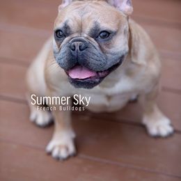 Joleene - French Bulldog
