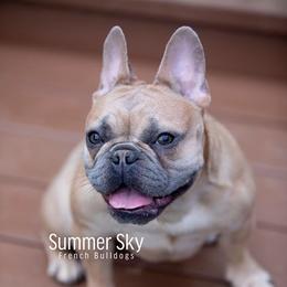 Joleene - French Bulldog