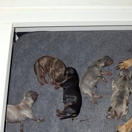 Full price 1,285 - Black and rust male Miniature Pinscher puppy in Hillsboro, Wisconsin from Meek's Min Pins