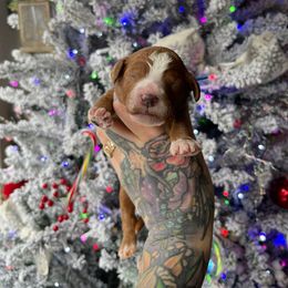 Twinkle - Blue Collar Boy - Red  male Goldendoodle puppy in Roseburg, Oregon from Dbos Furry Friends