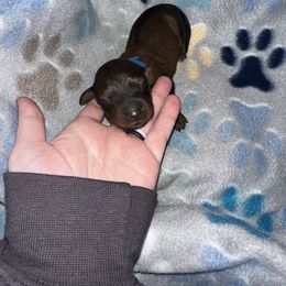 Dachshund Puppies from Dachshund Delight
