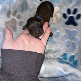 Dachshund Puppies from Dachshund Delight