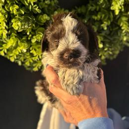 Blue boy - Parti male Miniature Schnauzer puppy in Oneonta, Alabama from Murphree Valley Kennels