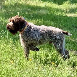 Wirehaired Pointing Griffon All Grown Up from Longleaf Griffons