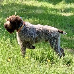 Wirehaired Pointing Griffon All Grown Up from Longleaf Griffons