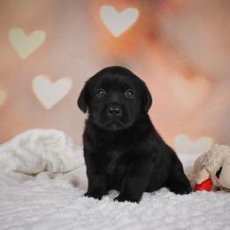 Victory - Black female Labrador Retriever puppy in Archer Lodge, North Carolina from Archer Lodge Labradors