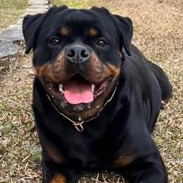 Rottweiler puppies from Michelle's Rottweilers