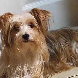 Fuzzy - Yorkshire Terrier