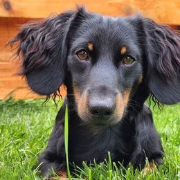 Dachshunds from Aimee's Dachshunds