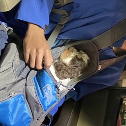 English Springer Spaniel Puppies from River’s Edge ~ English Springer Spaniels