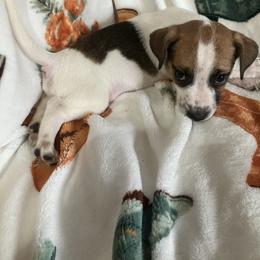 Duke Luxe - White and tan male Russell Terrier puppy in Missouri from Royal Russells Ranch