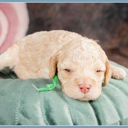 Gretchen - Red female Cockapoo puppy in Connersville, Indiana from Deaz Doodle Ranch