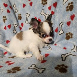 Peanut - Sable spotted white male Chihuahua puppy in Attleboro, Massachusetts from Treasured Hearts Chihuahuas and Toy/mini poodles