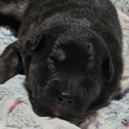 KB.BTM3 - Black tri-color male Australian Shepherd puppy in Deer Lodge, Tennessee from KSH Aussie Haven
