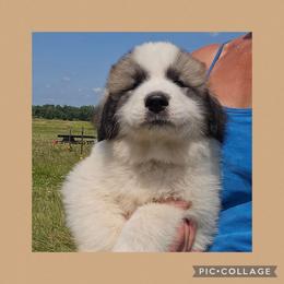 Brown collar - White and badger male Great Pyrenees puppy in Mikado, Michigan from Brittain Family Farm