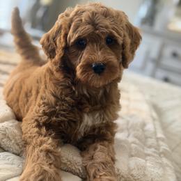 Finn - Red  male Goldendoodle puppy in Heber Springs, Arkansas from H&L GoldenDoodles