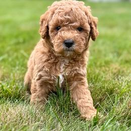 Freddy - Cream male Goldendoodle puppy in New Britain, Connecticut from Goldendoodles Stars LLC