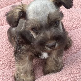 Maltese, Miniature Schnauzer, and Yorkshire Terrier Puppies from Sassy Yorkie , miniature schnauzer , Maltese Love of Alabama