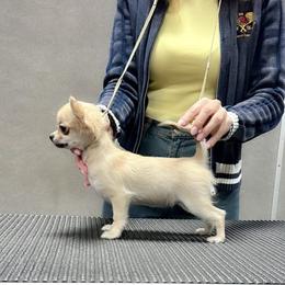 Aviva - Fawn female Chihuahua puppy in Brooklyn, New York from ,, Vajda” chihuahua club
