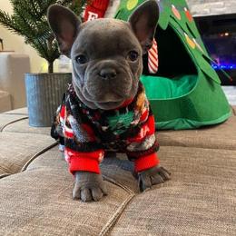 French Bulldog Puppies from Galm Frenchies