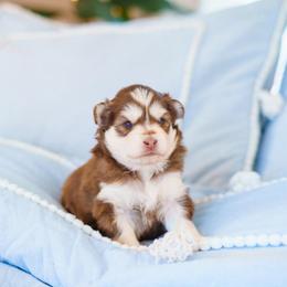 Melody - Red and white female Pomsky puppy in Mattoon, Illinois from Southpaw Pomskies