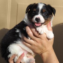 Miniature American Shepherds and Miniature Australian Shepherds from ATX Mini Aussies