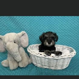 Miniature Schnauzer Puppies from S & S Miniature Schnauzer