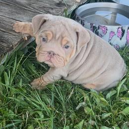 Bulldog and Olde English Bulldogge Puppies from Little Bit of Heaven Kennel