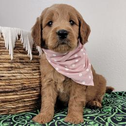Lucy - Red  female Goldendoodle puppy in Temecula, California from Oodles O'Doodles