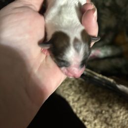 Daisy - White and sable Papillon puppy in Salina, Utah from Desert Mountain Papillons