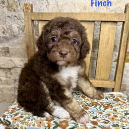 Finch - Brown male Bernedoodle puppy in Midland, Michigan from Northern Charm Farm