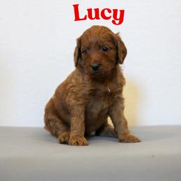 Lucy - Red  female Goldendoodle puppy in College Station, Texas from Em & El Doodles