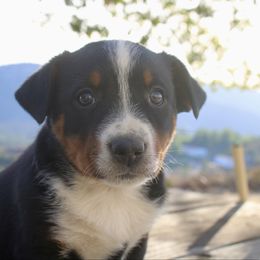 Girl 2 - Black tri-color female Australian Shepherd puppy in Escondido, California from Hillside Aussies
