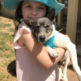 Rat Terrier Puppies from Top Shelf Rat Terriers