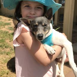 Rat Terrier Puppies from Top Shelf Rat Terriers
