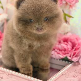Queen - Lavender female Pomeranian puppy in Gilroy, California from Belt Fed Kennels