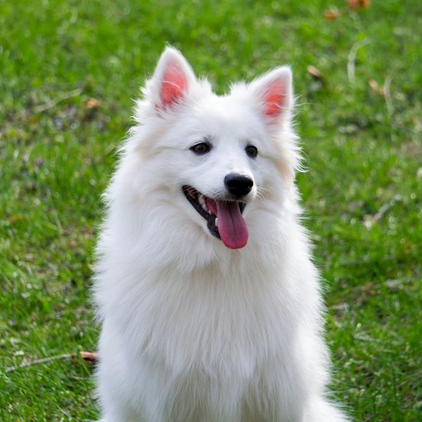 Cão Esquimó Americano