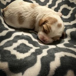 Cavapoo Puppies from Royal Poos