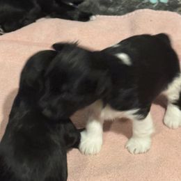 Miniature Schnauzer Puppies from Nichols Miniature Schnauzers
