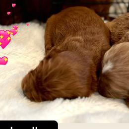 Goldendoodles from Poodle lovers