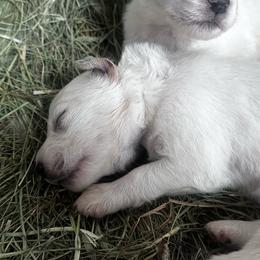 StarSeeker - White male Colorado Mountain Dog puppy in Hot Sulphur Springs, Colorado from Stormy Heights Homestead