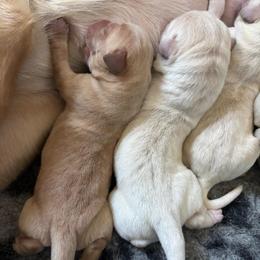 Male 4 - Yellow male Labrador Retriever puppy in Menifee, California from Dioscuri Kennel