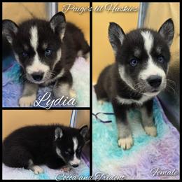 Lydia - Black tan and white female Siberian Husky puppy in Bloomfield, Indiana from Paiges lil huskies